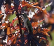 2019 09 15 LongFellowGardens 021